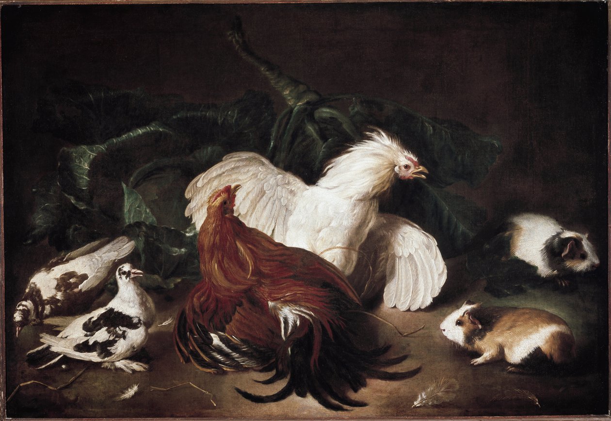 Natureza morta com animais Galinhas e Hamsters (óleo sobre tela de Giovanni Agostino Cassana