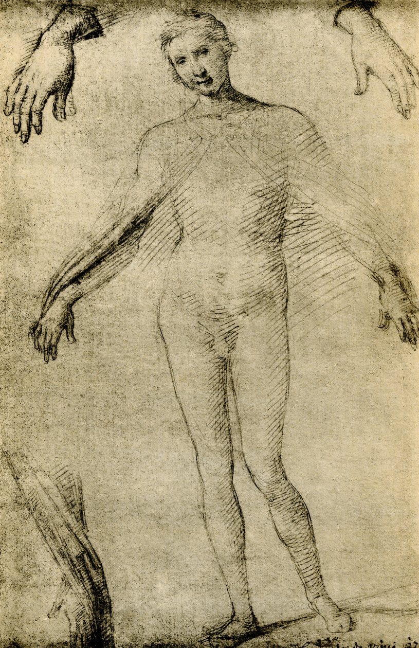 Estudo Modelo para uma Virgem Maria como mater misericordiae de Giovanni Antonio Bazzi Sodoma