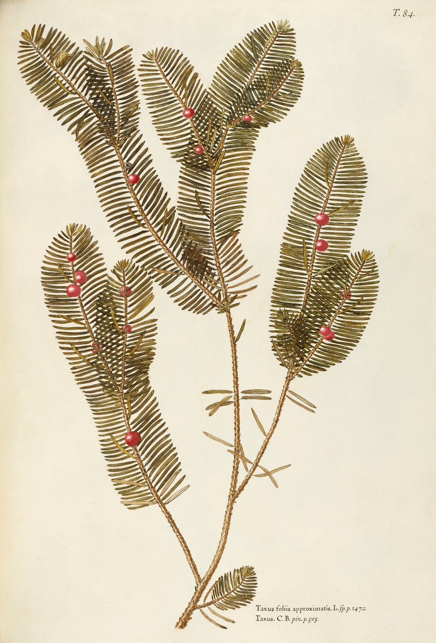 Yew europeu (Taxus baccata), Taxaceae de Giovanni Antonio Bottione, aguarela de Giovanni Antonio Bottione