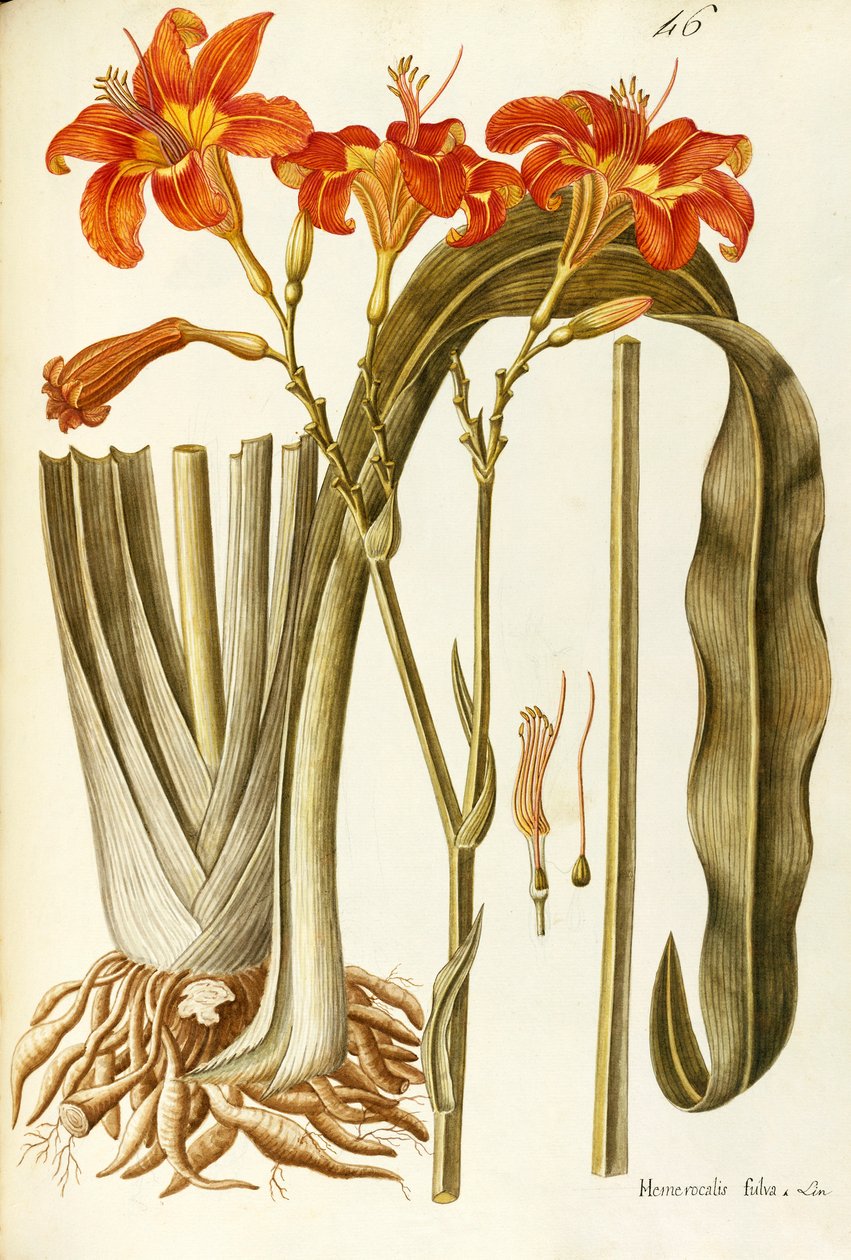Orange Daylily (Hemerocallis fulva), Liliaceae de Giovanni Antonio Bottione, aguarela de Giovanni Antonio Bottione