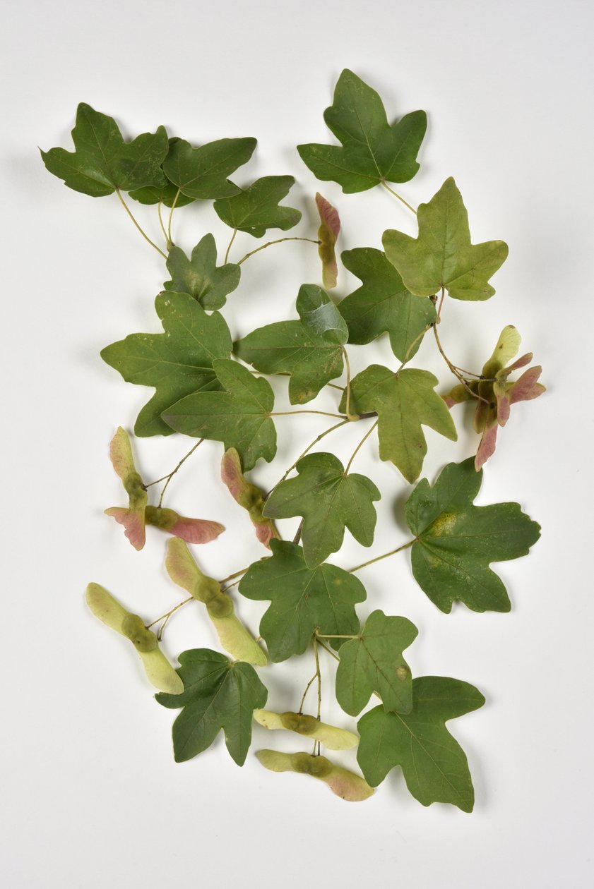 Campestre Acer/Country Maple/Small Maple de Phillipe de Marlier