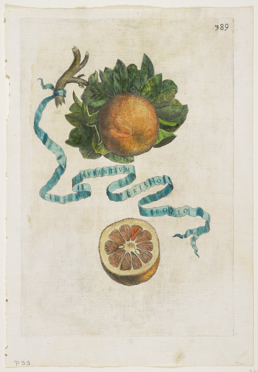 Aurantium Crispo Folio, de Hesperides, 1646 de Giovanni Battista Ferrari