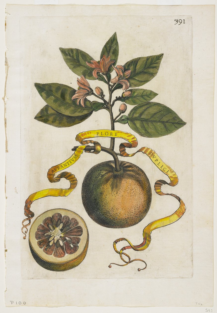 As flores alaranjadas com um casal, de Hesperus, 1646 de Giovanni Battista Ferrari