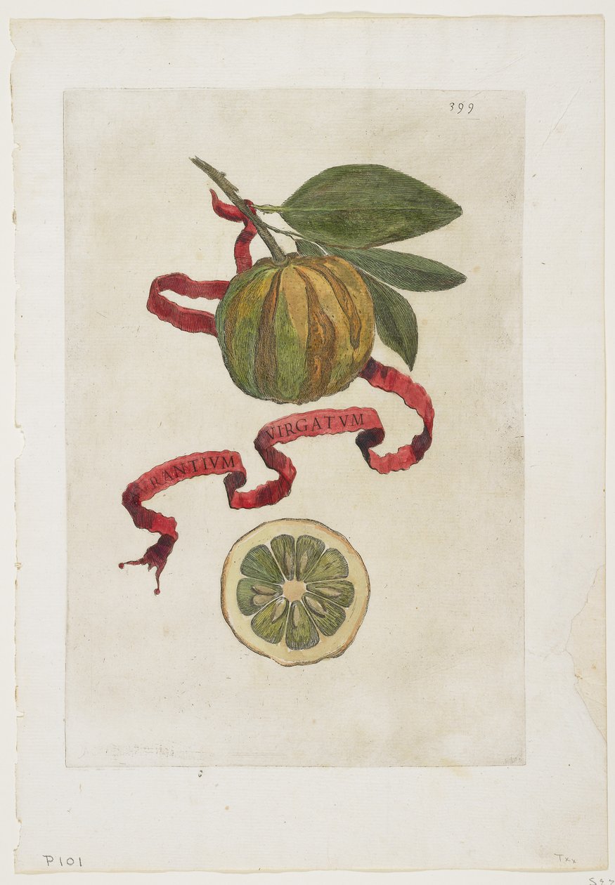 Aurantium Virgatum, de Hespérides, 1646 de Giovanni Battista Ferrari