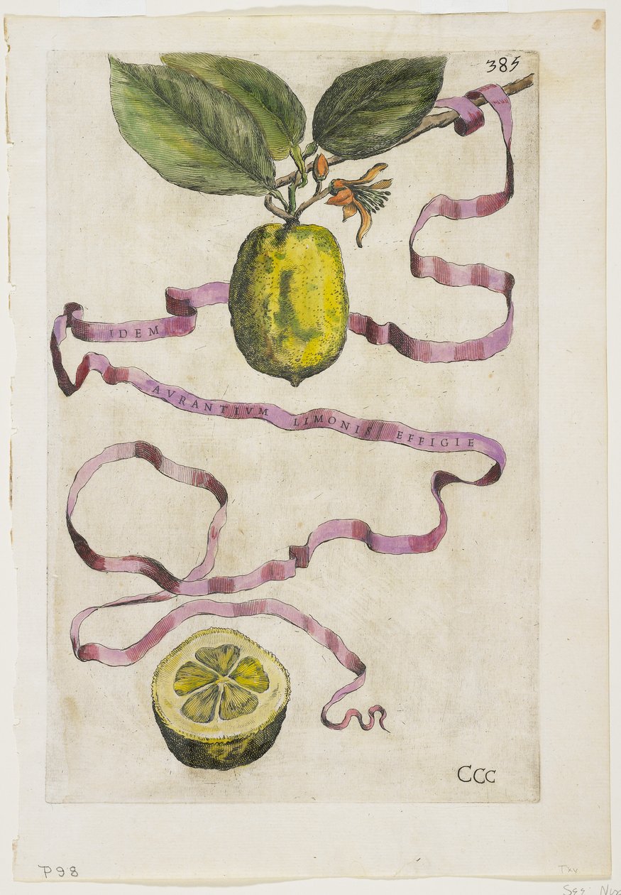 Os Limonis laranja mesmo Effigle, de Héspero, 1646 de Giovanni Battista Ferrari