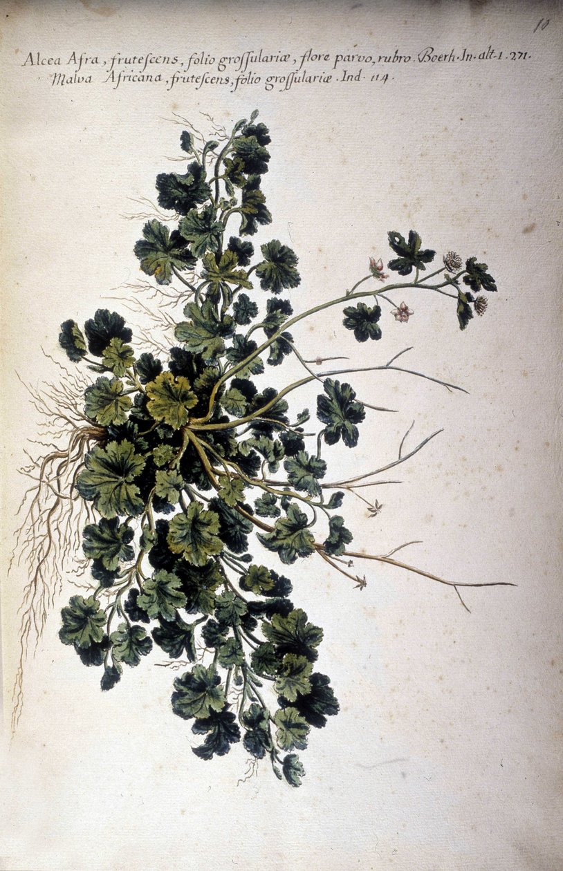 Alcea Afra - Em ""História botânica prática, ou a nomenclatura, descrição e virtudes das plantas, que pertencem ao uso do Mediterrâneo..." por Giovanni Battista Morandi (? - 1761) de Giovanni Battista Morandi