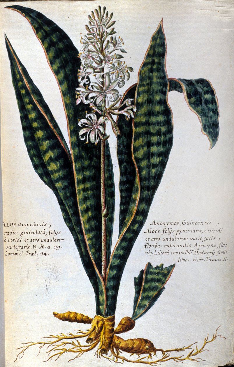 Aloe. Plantas medicinais. Gravura - em "História botânica prática, ou a nomenclatura, descrição e virtudes das plantas, que pertencem ao uso da medicina..." de Giovanni Battista Morandi