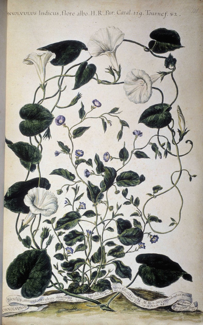 Quadro botânico: Variedades de bindweed. Variedades de convolvulus (Convolvulus Indicus flora albo; Convolvulus Siculus). Giovanni Battista Morandi, Hortulus botanicus pictus sive collectio plantarum..., Volume I de Giovanni Battista Morandi