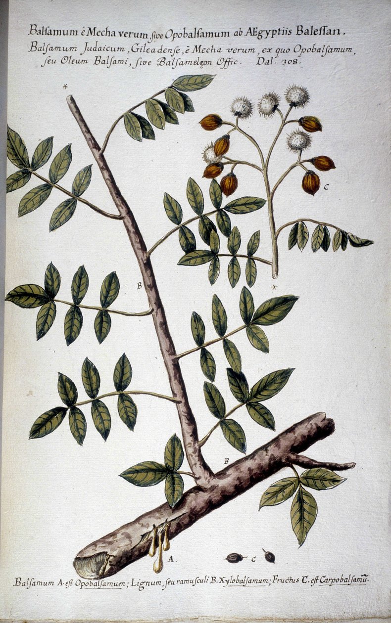 Opobalsamum (ramo com seve) - Em "Historia botanica pratica, seu plantarum, quae ad usum medianae relevant, nomenclatura, descriptio et virtutes..." de Giovanni Battista Morandi (? - 1761) de Giovanni Battista Morandi