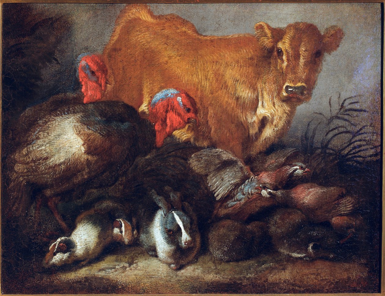 Estudo de animais Vaca, peru, coelho, pintura de Giovanni Benedetto Castiglione dit il Grechetto (1610-1665) Dim. 30x38,5 cm Genes, Musei di Strada Nuova de Giovanni Benedetto Castiglione