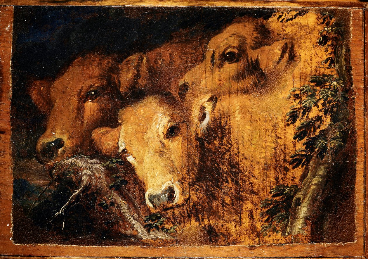 Três cabeças de vitela de Etude. Pintura de Giovanni Benedetto Castiglione dit il Grechetto (1610-1665) Sol. 24x35 cm Genes, Strada Nuova Museus de Giovanni Benedetto Castiglione