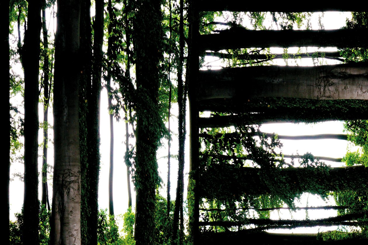Não natural 55 (foto manipulada digitalmente) de Giovanni Cafagna