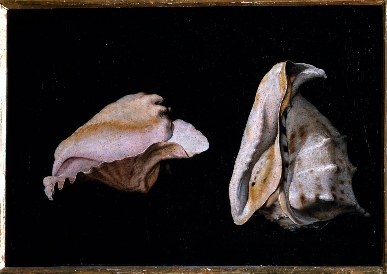 Duas conchas (Natureza morta com conchas do mar) Pintura de Filippo Napoletano (1587-1629) 1618 Dim 39x56 cm Florença, palazzo Pitti de Giovanni Girolamo Savoldo
