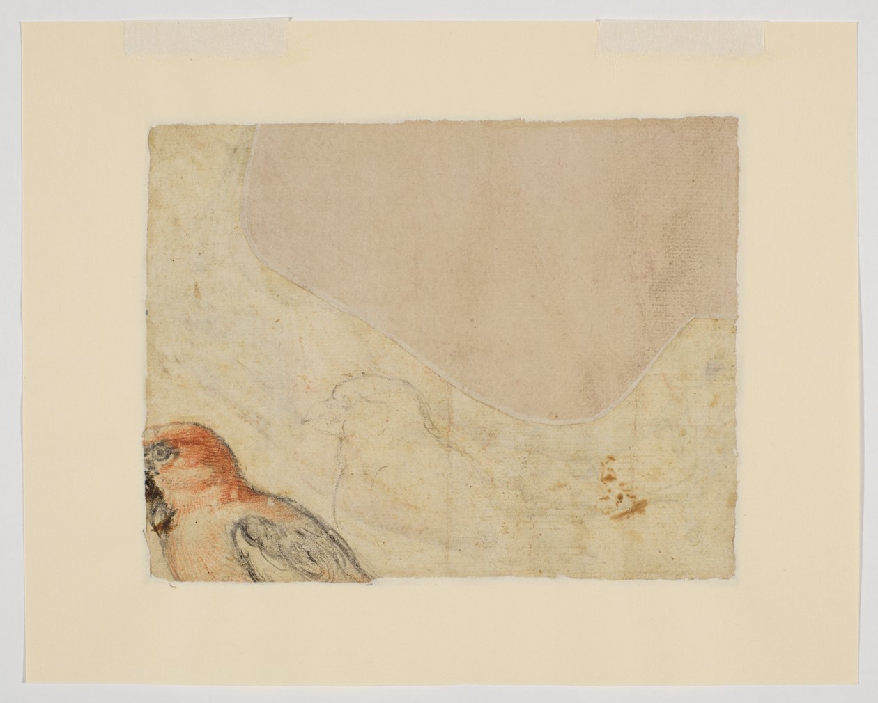 Estudo das aves, verso (giz sobre papel) de Giovanni da Udine (after)