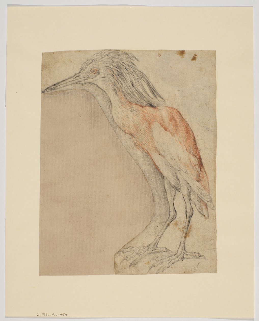 Garça, reto (giz no papel) de Giovanni da Udine (after)