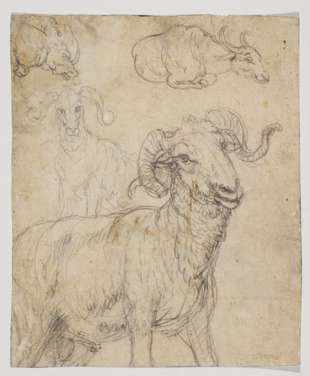 Carneiro e búfalo, verso (desenho a giz e aquarela) de Giovanni da Udine (after)