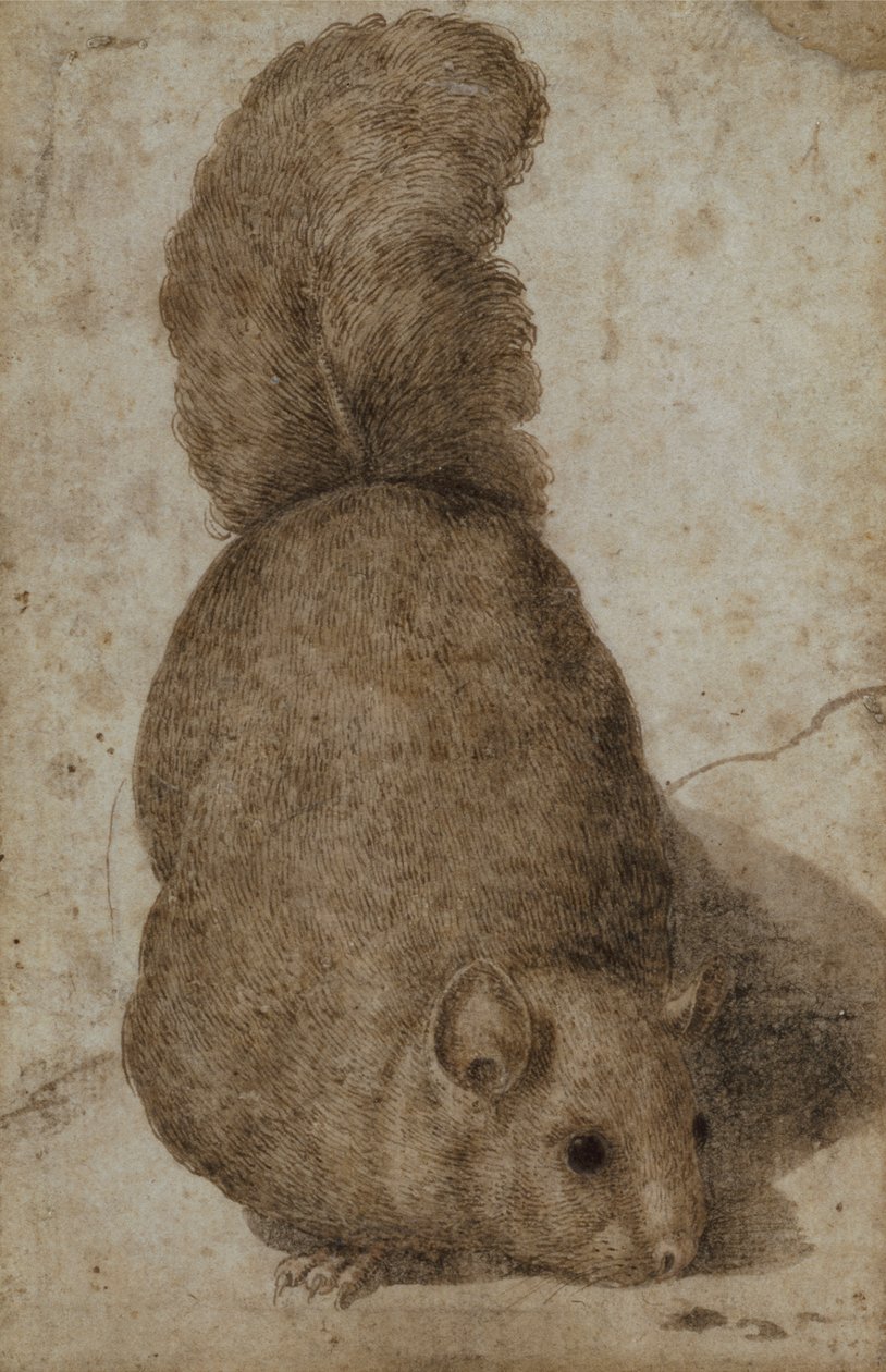 Um esquilo (caneta e tinta) de Giovanni da Udine (attr. to)