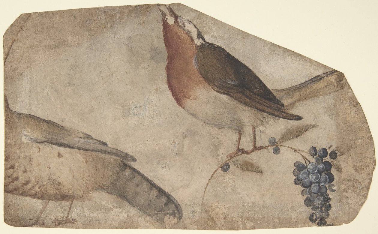Bird Eating Grapes reto, Tigresa verso, 1487-1564. de Giovanni da Udine