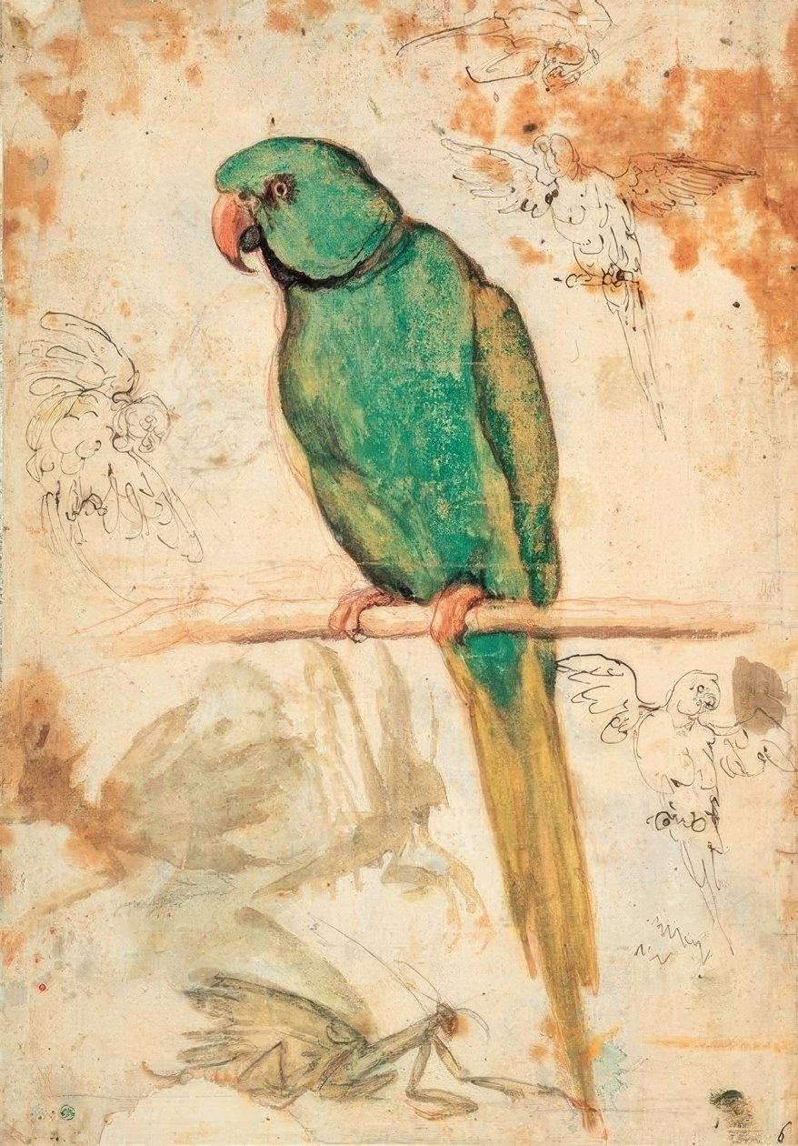 Papagaio verde e desenhos de papagaios e louva-a-deus de Giovanni da Udine