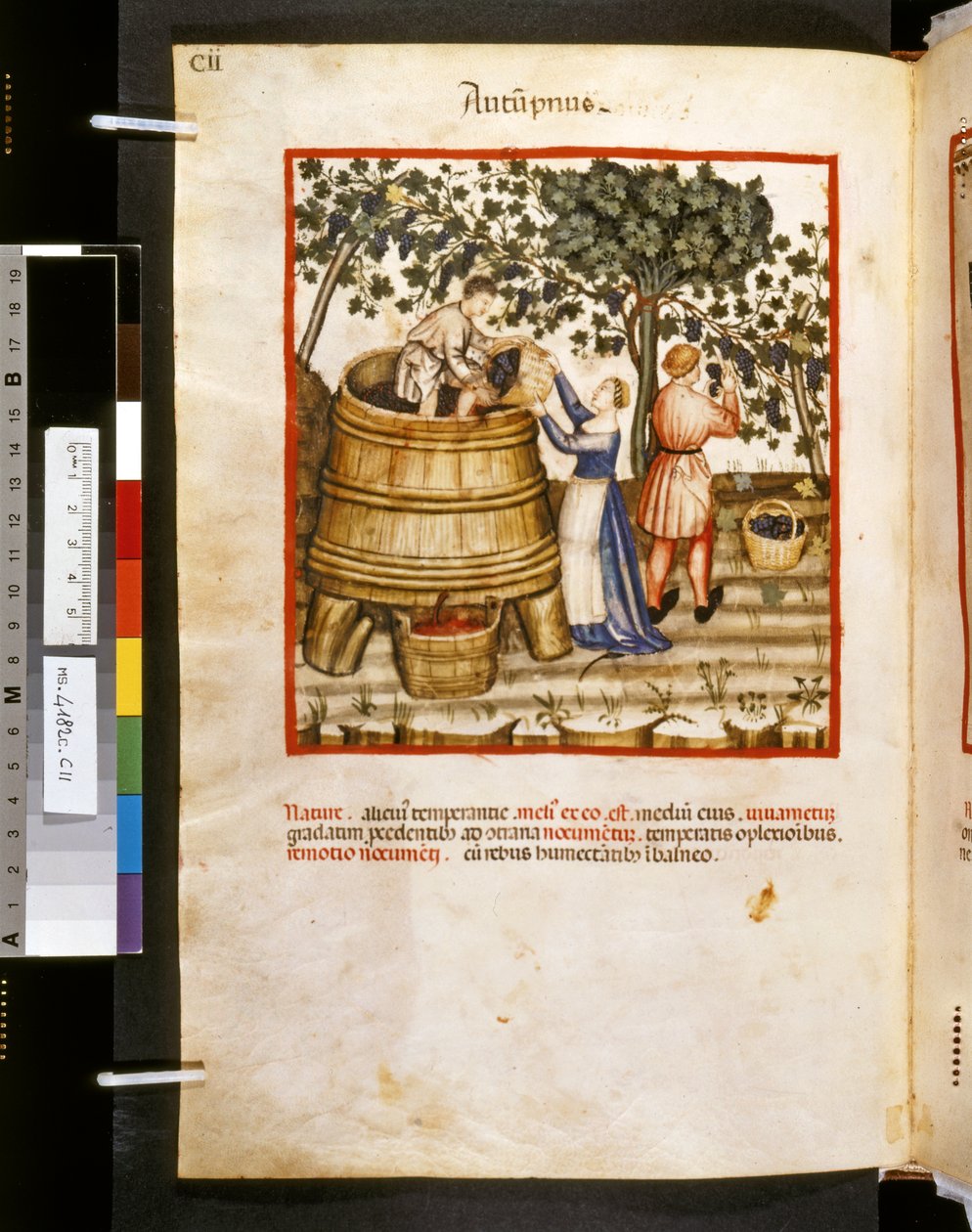 Theatrum sanitatis de Ububchasym de Baldach: "Autupnus", primeira década do século XIV (miniatura) de Giovannino de