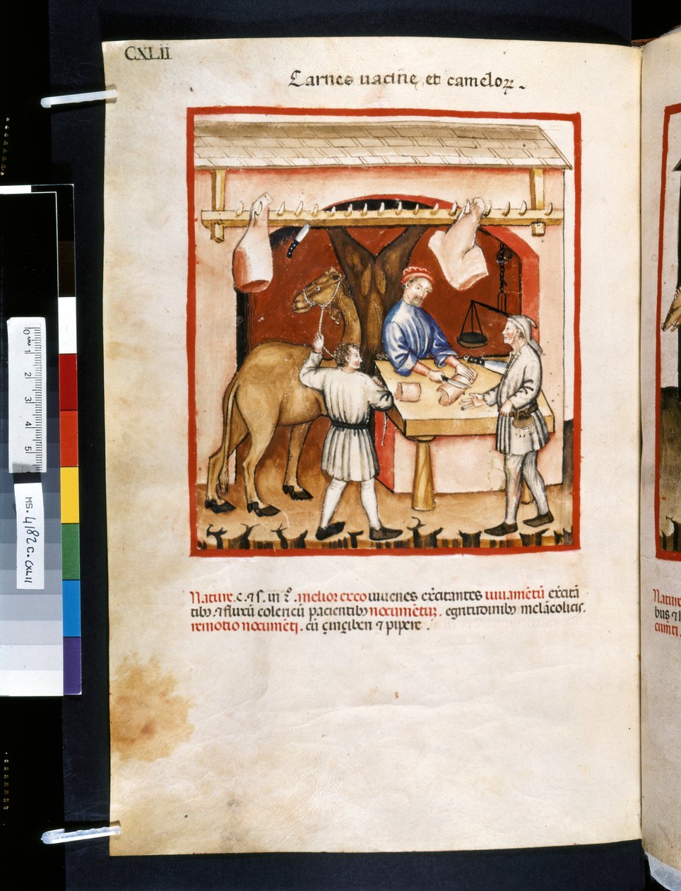 Theatrum sanitatis de Ububchasym de Baldach: "Carnes Va cinae et Camelorum", primeira década do século XIV (miniatura) de Giovannino de