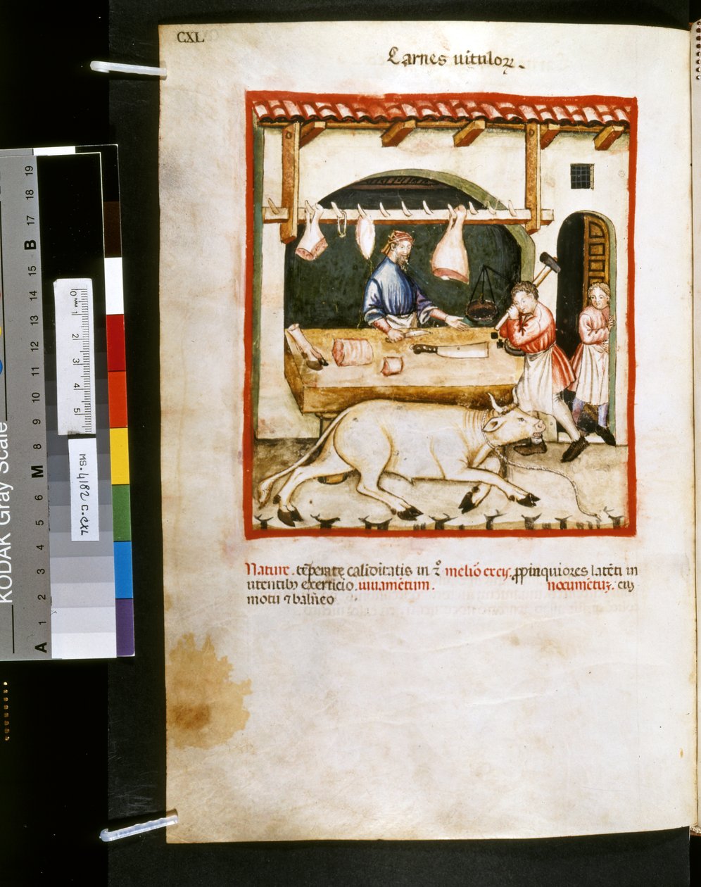 Theatrum sanitatis de Ububchasym de Baldach: "Carnes Vitulorum", primeira década do século XIV (miniatura) de Giovannino de