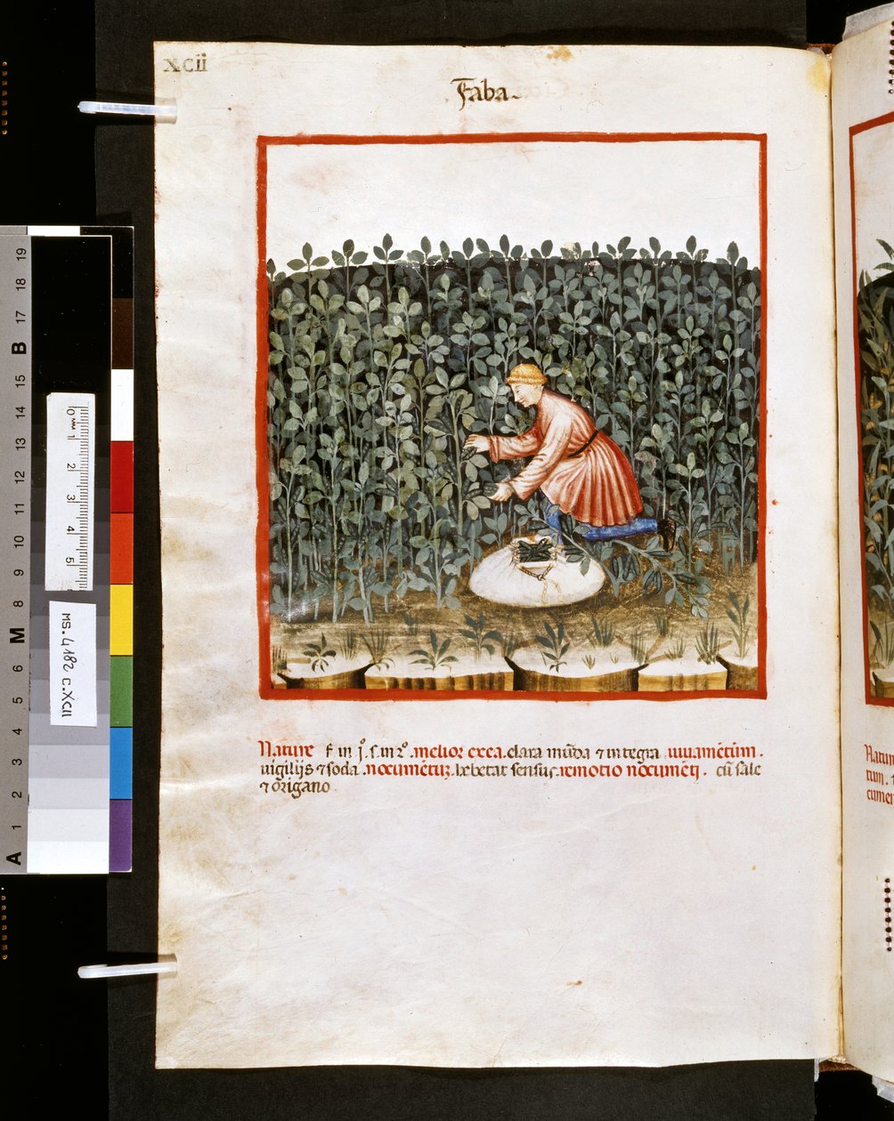 Theatrum sanitatis de Ububchasym de Baldach: "Faba", primeira década do século XIV (miniatura) de Giovannino de