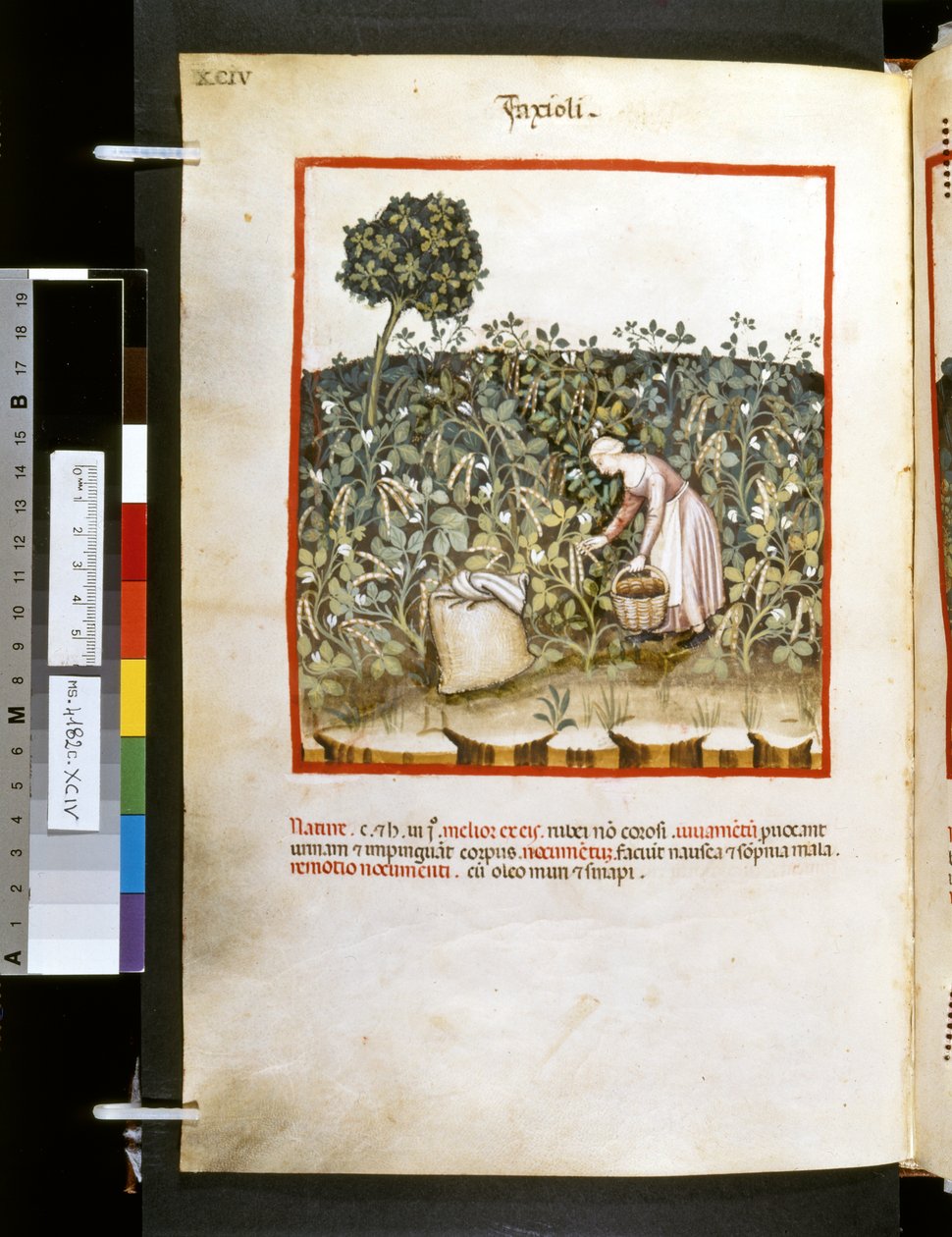 Theatrum sanitatis de Ububchasym de Baldach: "Faxioli", primeira década do século XIV (miniatura) de Giovannino de
