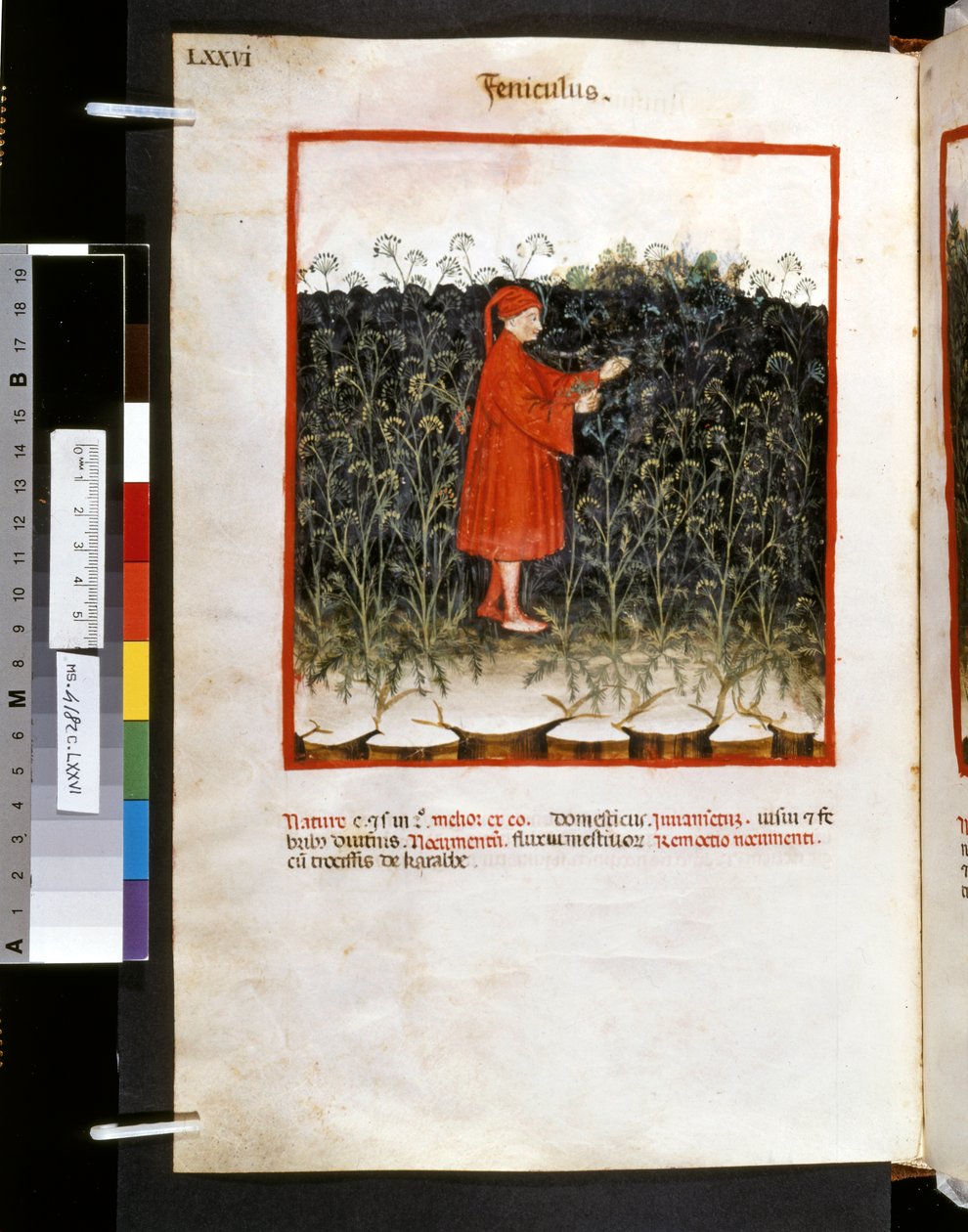 Theatrum sanitatis de Ububchasym de Baldach: "Feniculus", primeira década do século XIV (miniatura) de Giovannino de