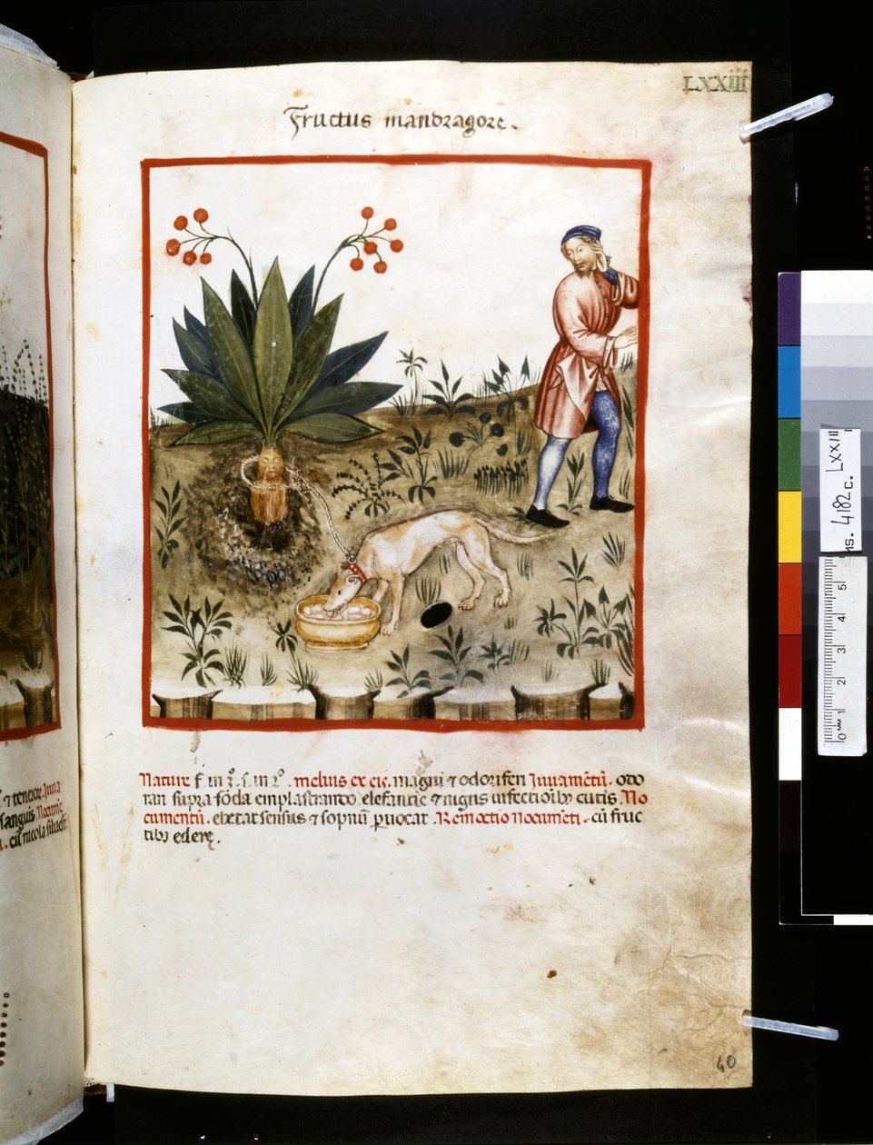 Theatrum sanitatis de Ububchasym de Baldach: "Fructus Mandragorae", primeira década do século XIV (miniatura) de Giovannino de