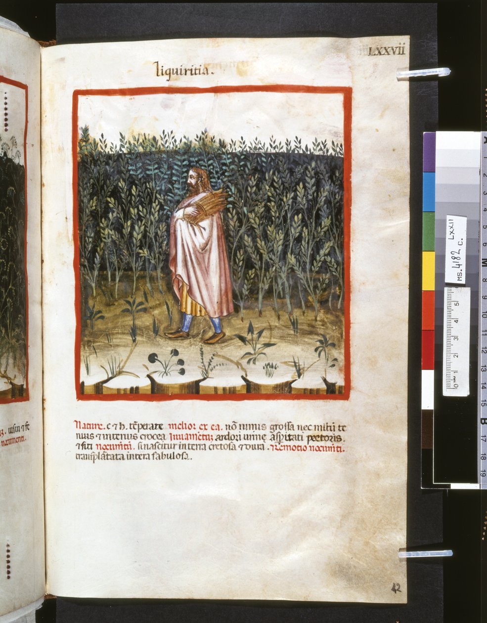 Theatrum sanitatis de Ububchasym de Baldach: "Liquiritia", primeira década do século XIV (miniatura) de Giovannino de