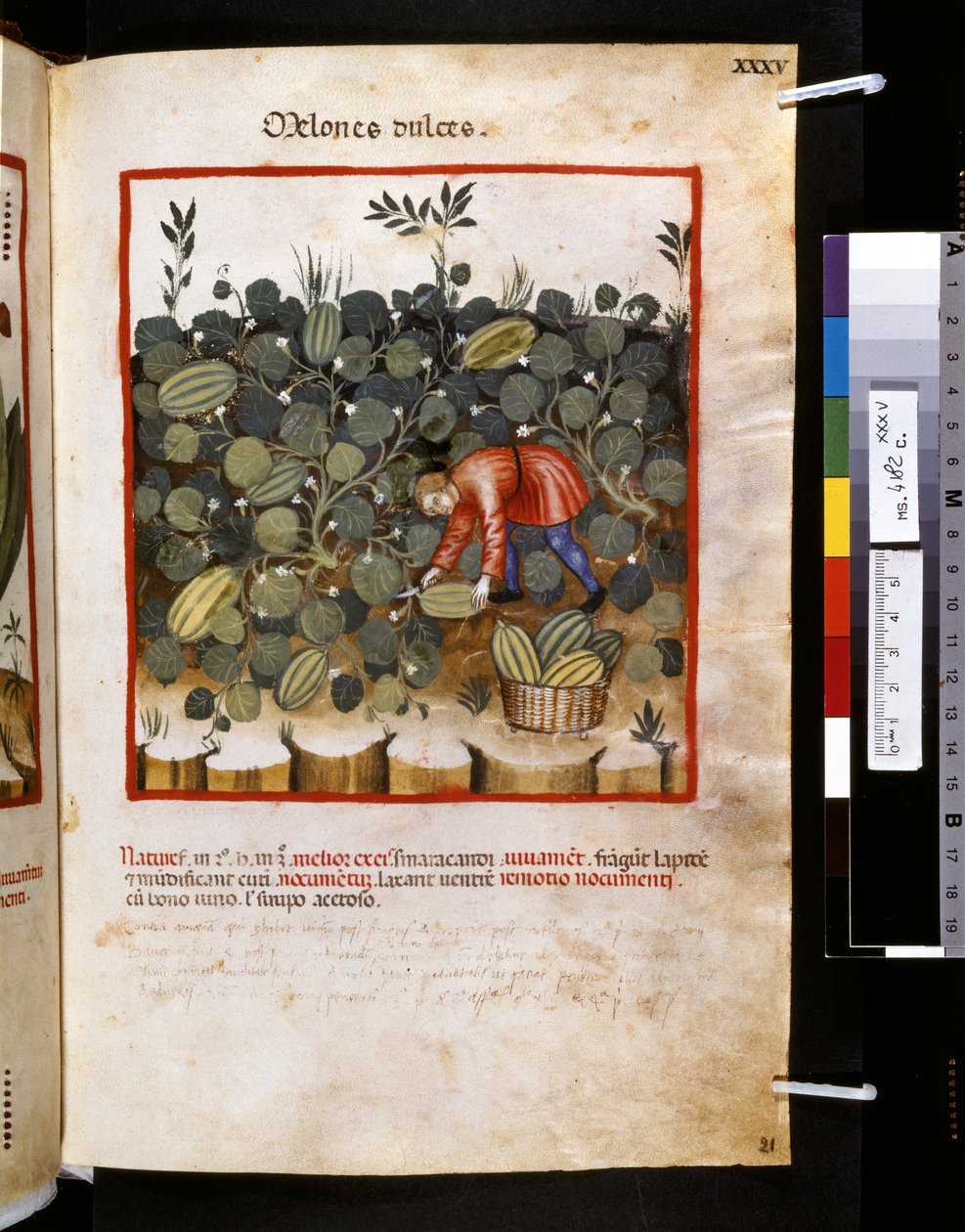 Theatrum sanitatis de Ububchasym de Baldach: "Melones Dulces", primeira década do século XIV (miniatura) de Giovannino de