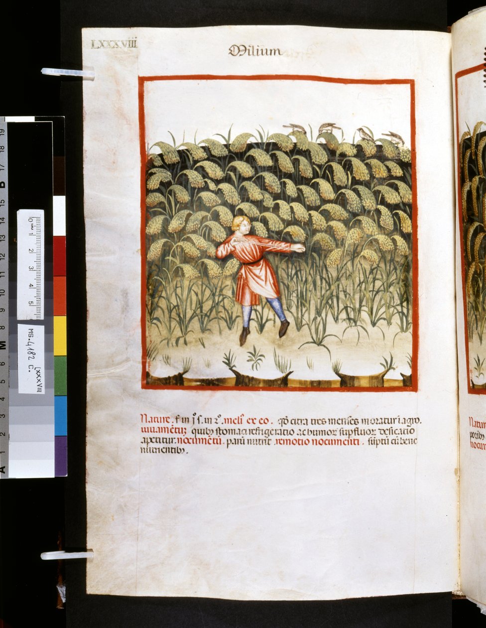 Theatrum sanitatis de Ububchasym de Baldach: "Milium", primeira década do século XIV (miniatura) de Giovannino de