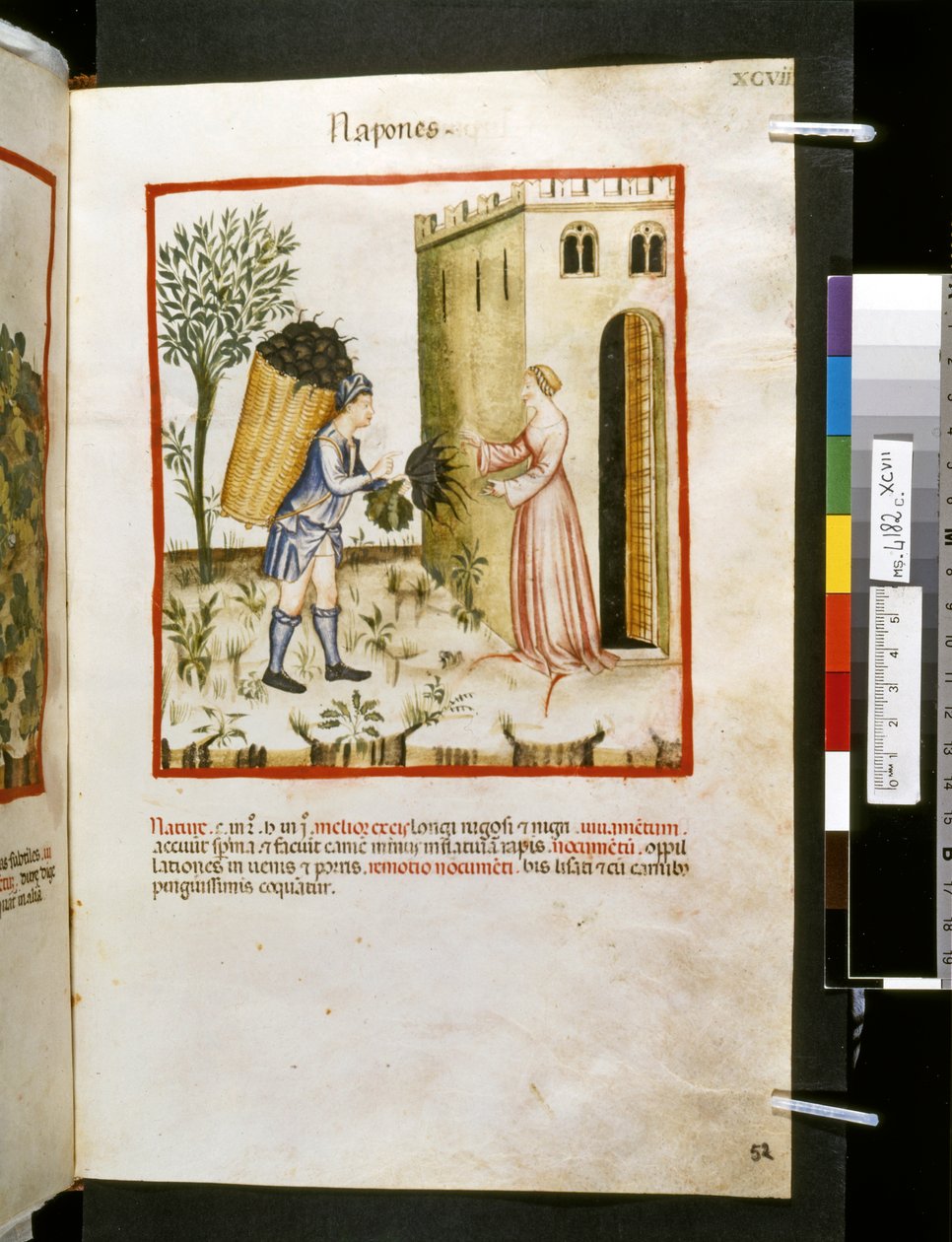 Theatrum sanitatis de Ububchasym de Baldach: "Napones", primeira década do século XIV (miniatura) de Giovannino de