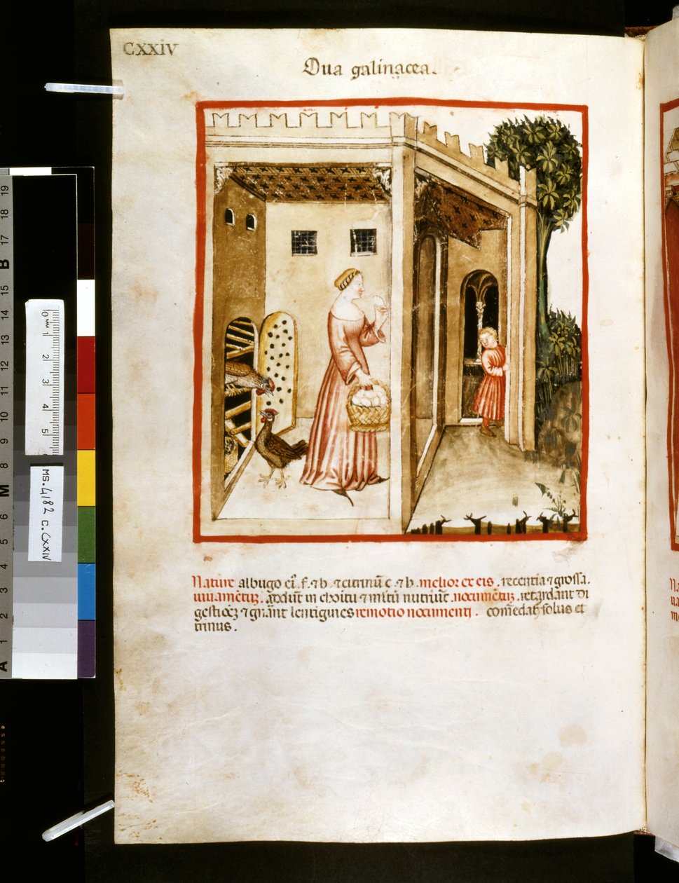 Theatrum sanitatis de Ububchasym de Baldach: "Ova Galinacea", primeira década do século XIV (miniatura) de Giovannino de