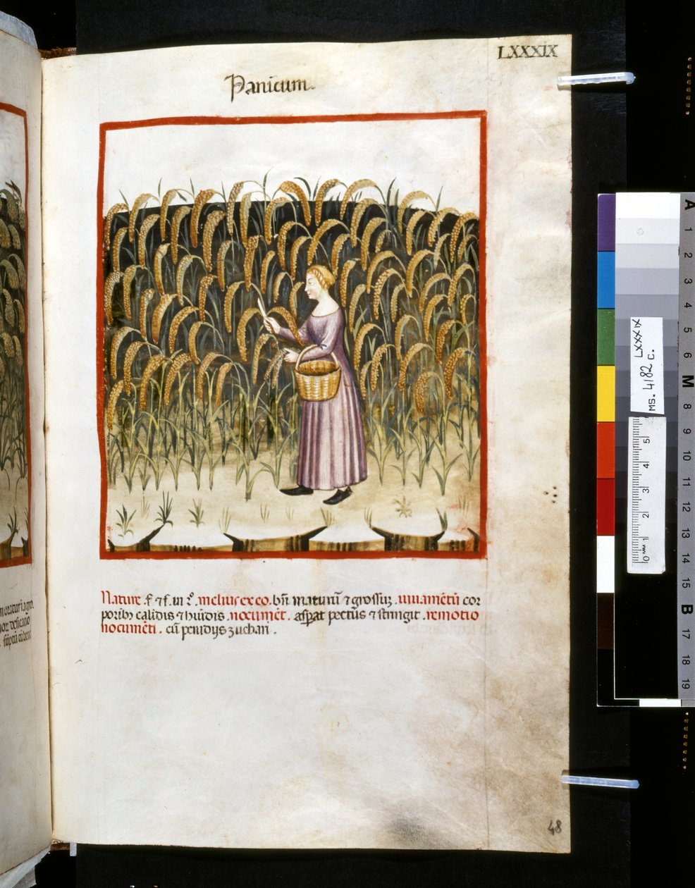 Theatrum sanitatis de Ububchasym de Baldach: "Panicum", primeira década do século XIV (miniatura) de Giovannino de