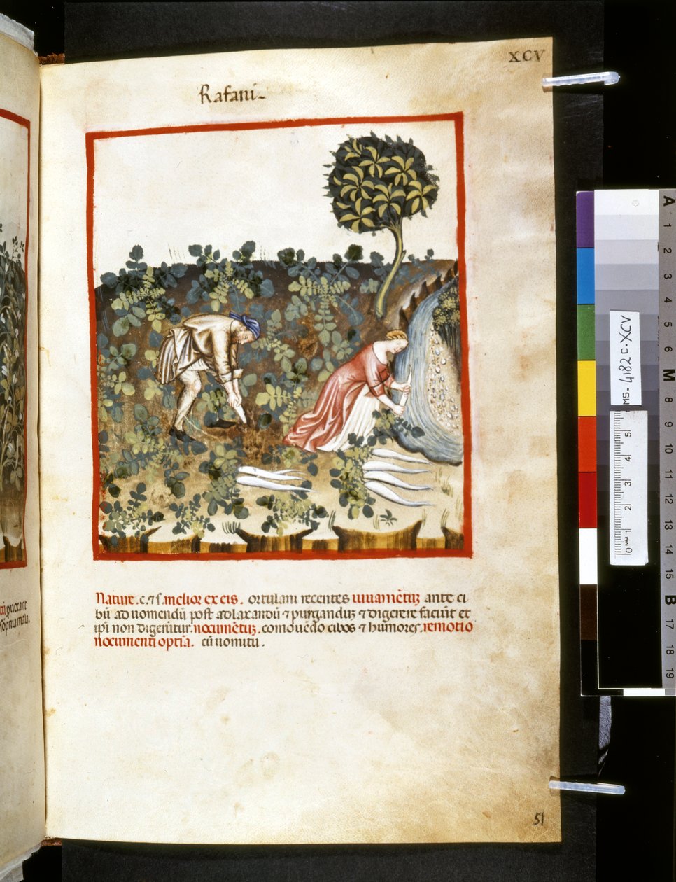 Theatrum sanitatis de Ububchasym de Baldach :