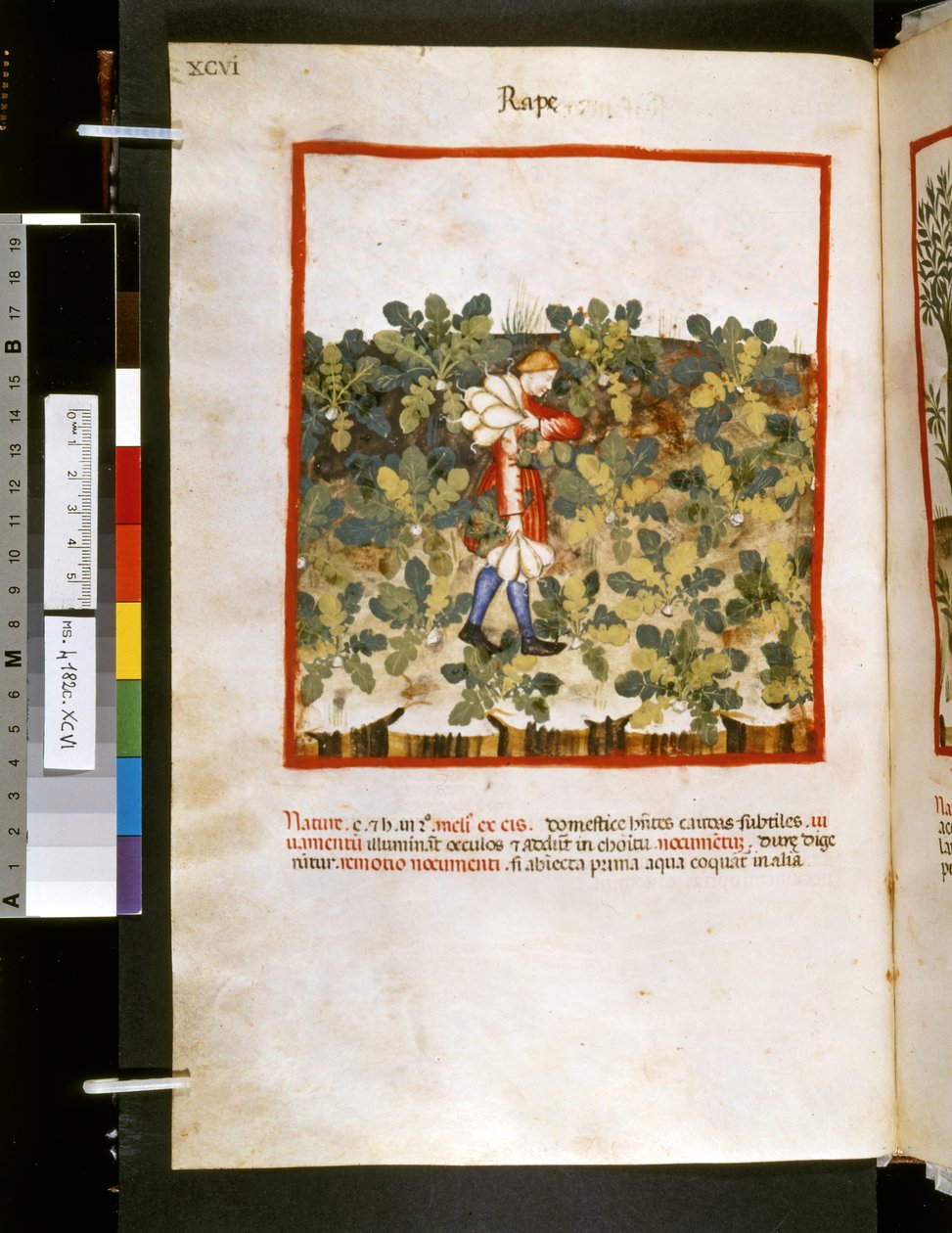 Theatrum sanitatis de Ububchasym de Baldach: "Violação", primeira década do século XIV (miniatura) de Giovannino de