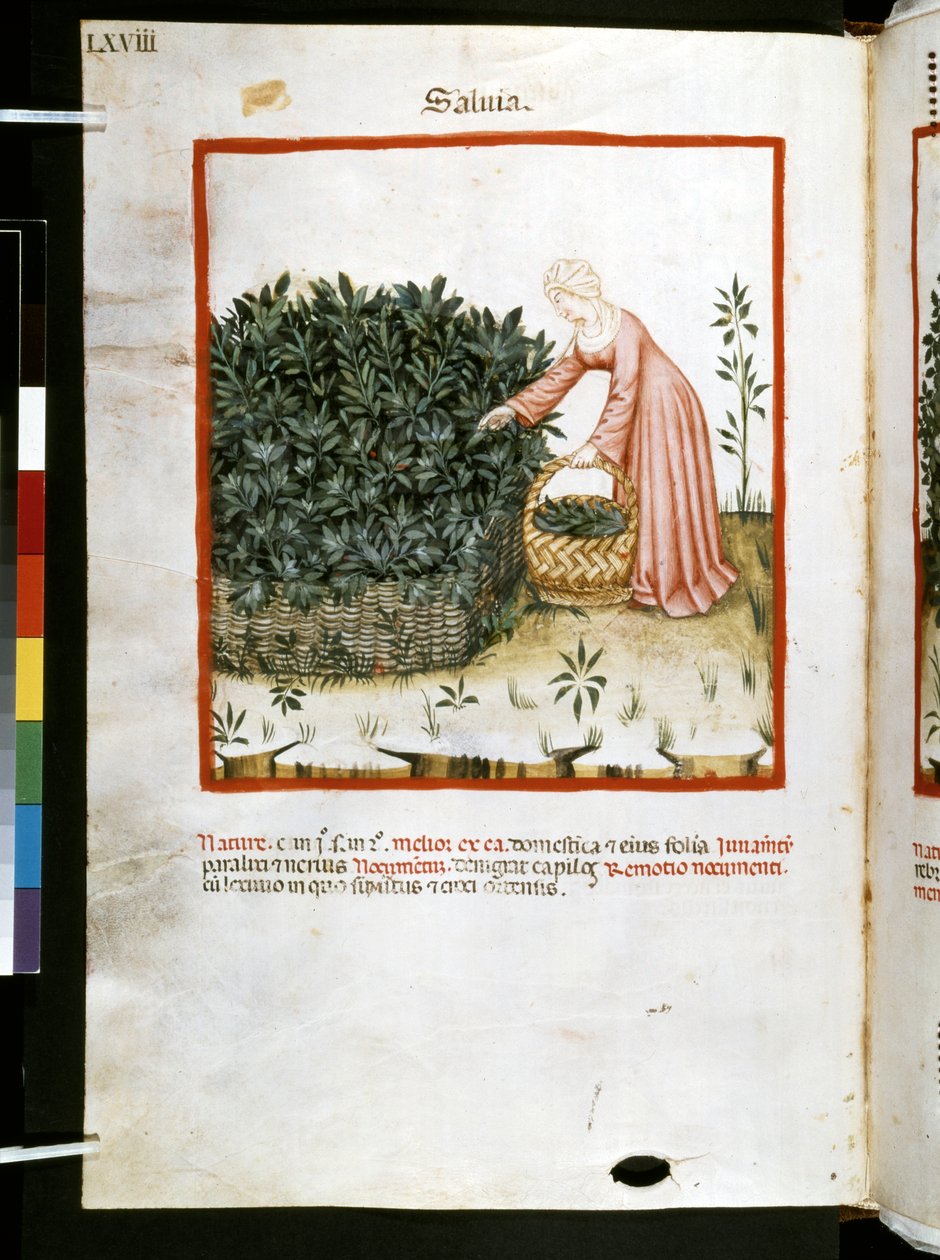 Theatrum sanitatis de Ububchasym de Baldach: "Salvia", primeira década do século XIV (miniatura) de Giovannino de