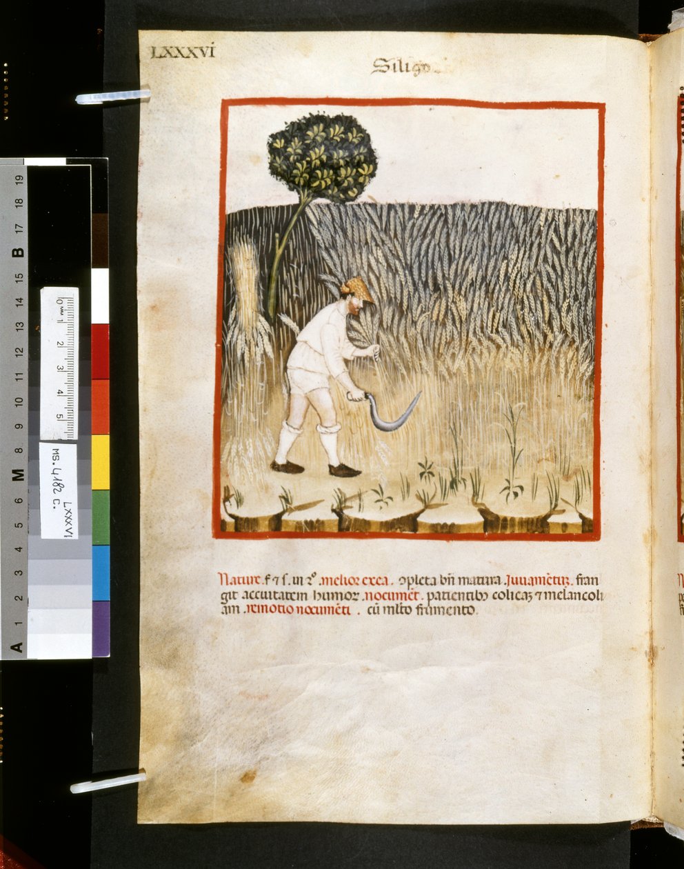 Theatrum sanitatis de Ububchasym de Baldach: "Siligo", primeira década do século XIV (miniatura) de Giovannino de