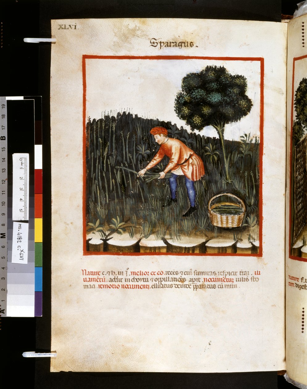 Theatrum sanitatis de Ububchasym de Baldach: "Sparagus", primeira década do século XIV (miniatura) de Giovannino de