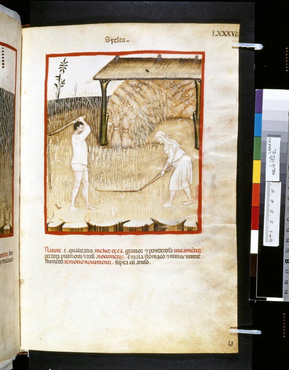 Theatrum sanitatis de Ububchasym de Baldach: "Spelta", primeira década do século XIV (miniatura) de Giovannino de