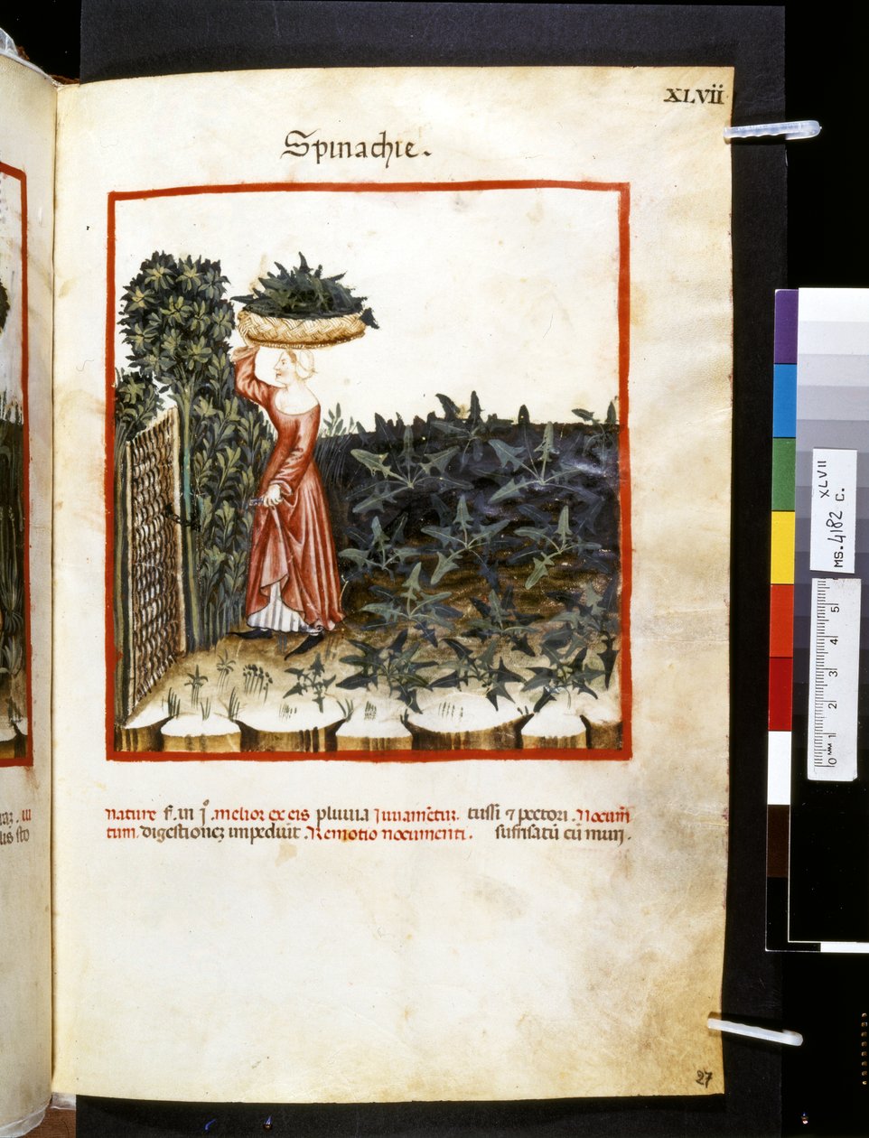 Theatrum sanitatis de Ububchasym de Baldach: "Spinachie", primeira década do século XIV (miniatura) de Giovannino de