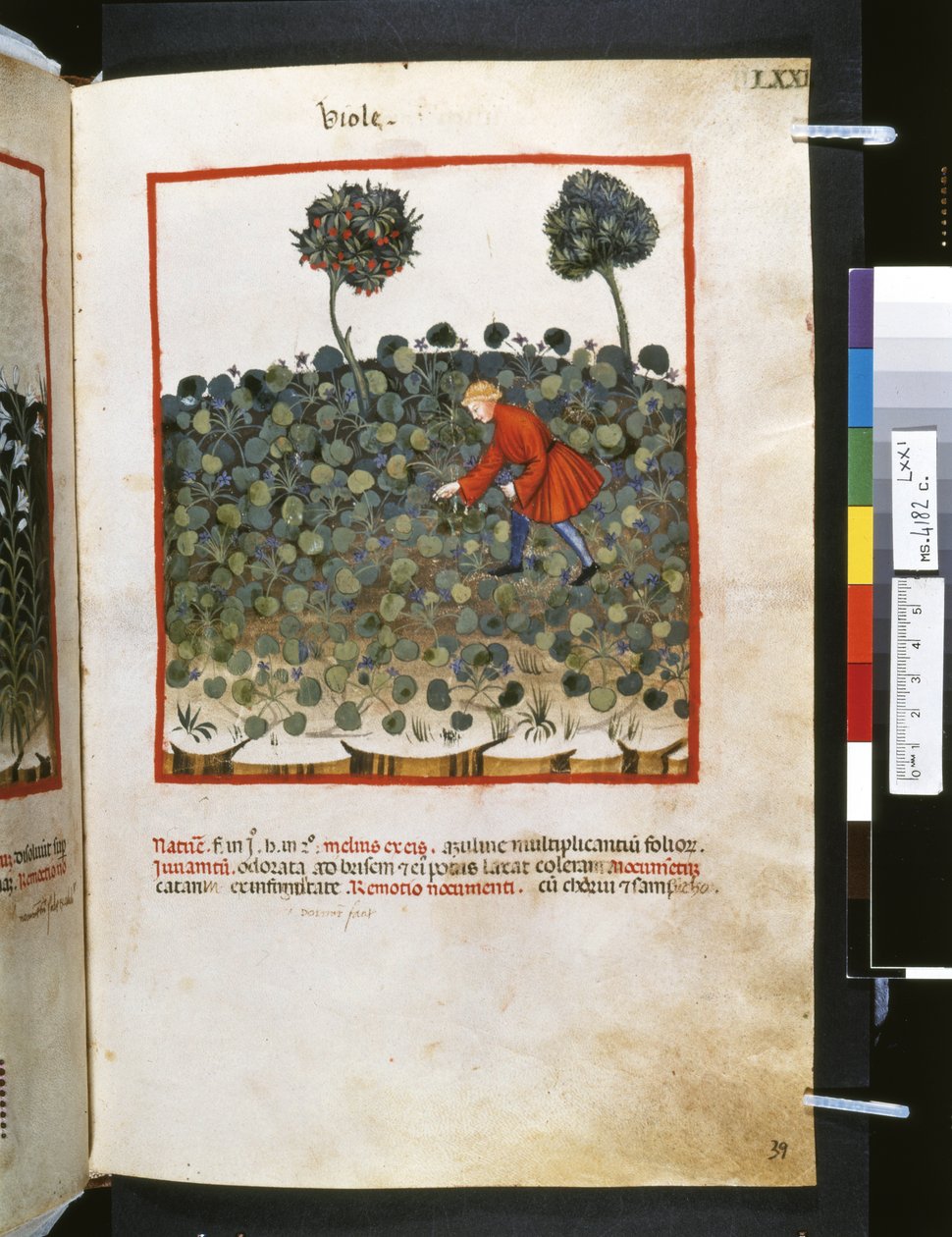 Theatrum sanitatis de Ububchasym de Baldach: "Viole", primeira década do século XIV (miniatura) de Giovannino de