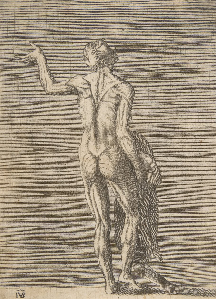Homem esfolado com a mão esquerda no quadril, segurando a pele na mão direita, ca. 1531-76. de Giulio Bonasone