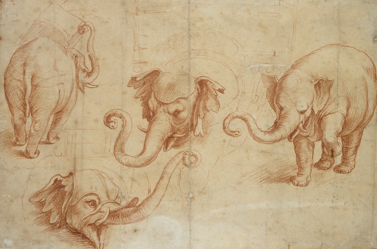 Quatro estudos de um elefante, início do século 16 de Giulio Romano