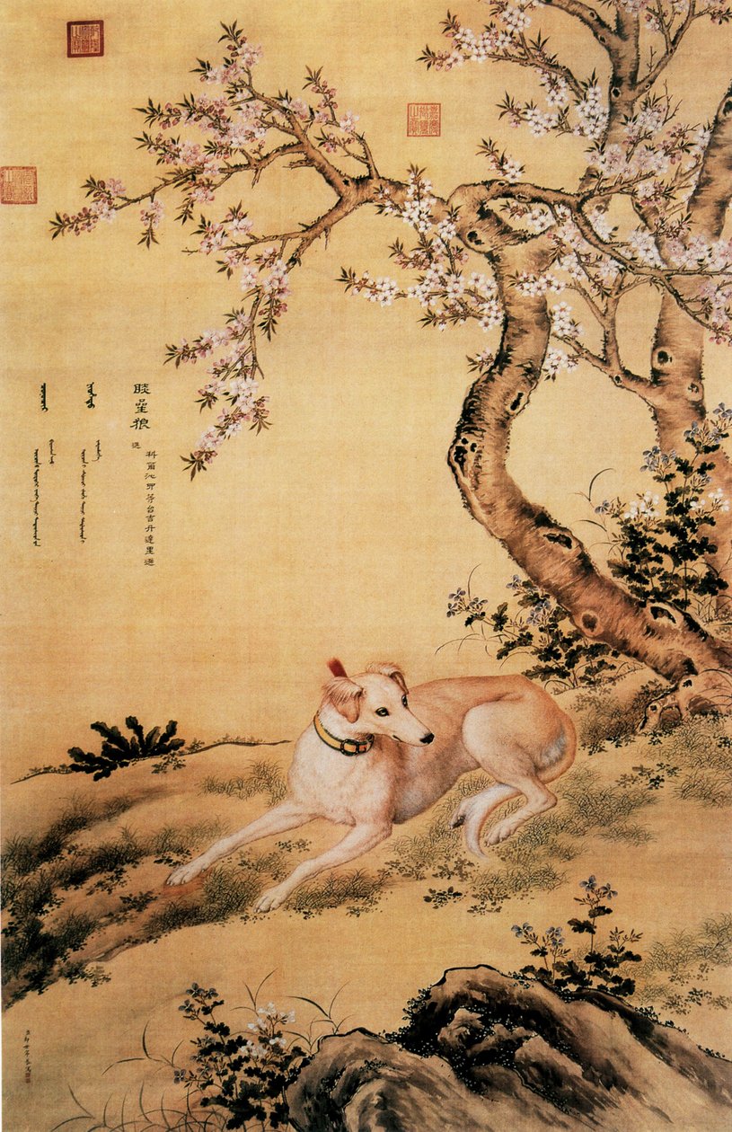 Imagem de Shanxing Wolf (睒 星 狼), um galgo chinês, do álbum Ten Prized Dogs de Giuseppe Castiglione
