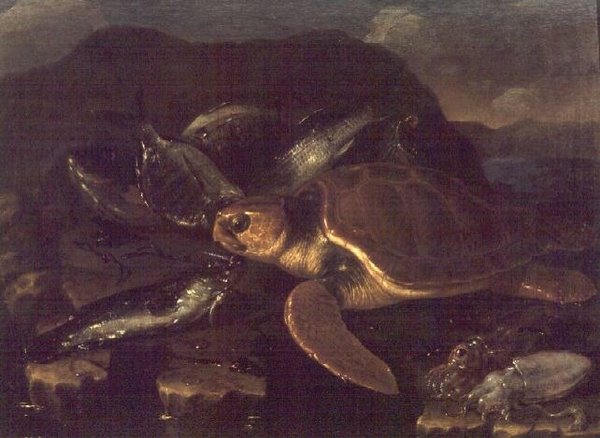 Natureza Morta com um Peixe e uma Tartaruga de Giuseppe Recco