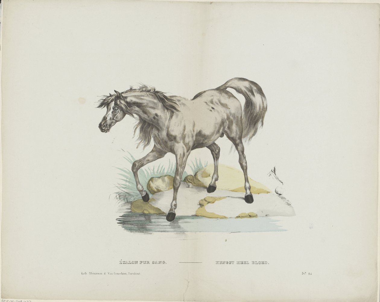 Étalon pur sangrava / Stallion sangue inteiro (título sobre o objecto) de Glenisson and Van Genechten