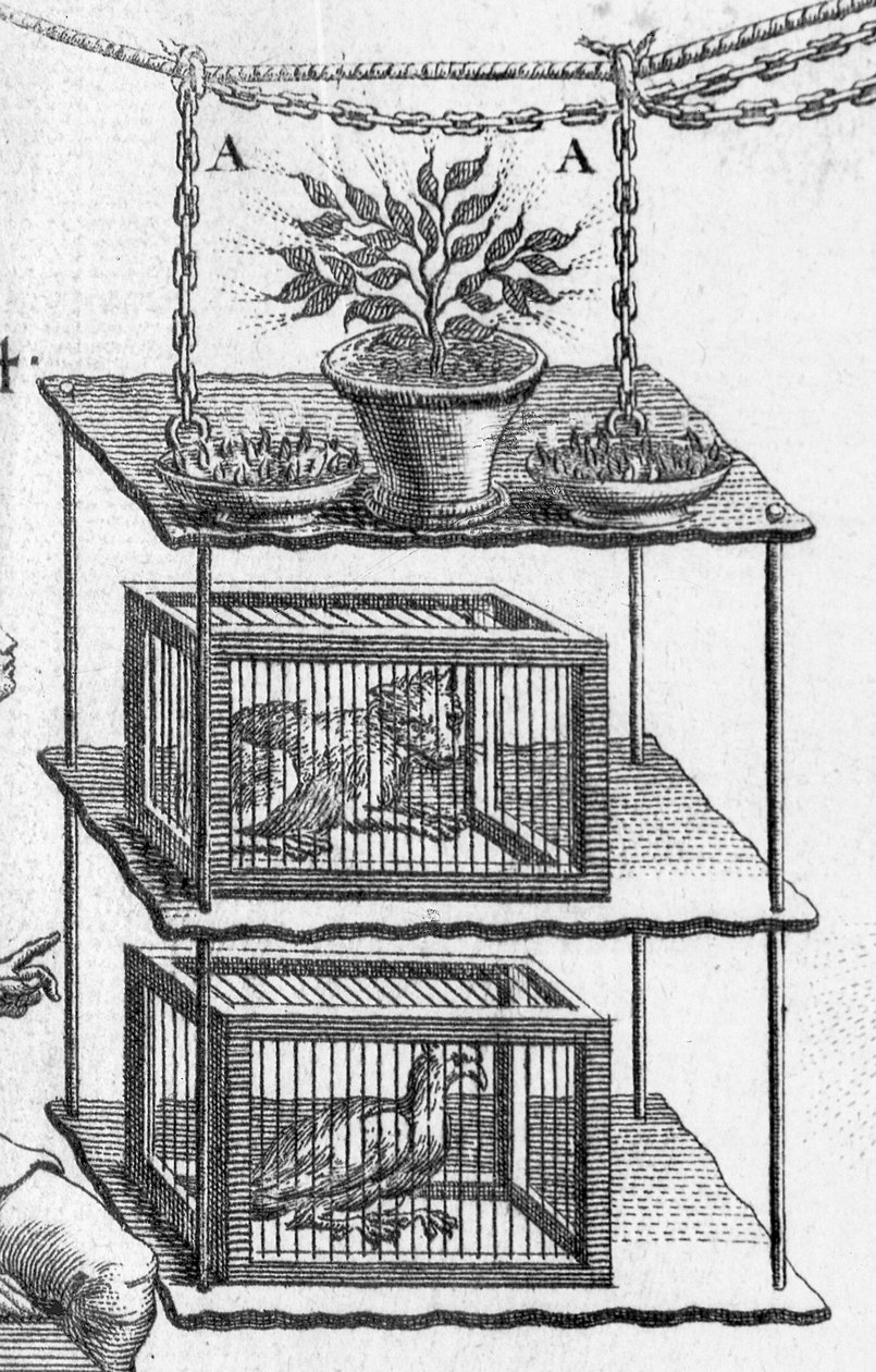 Experimentando com eletricidade, placa de Essai sur lelectricite des corps por Abade Jean Antoine Nollet, detalhe de animais em gaiolas, detalhe de 1749 gravura de 224419 de Gobin